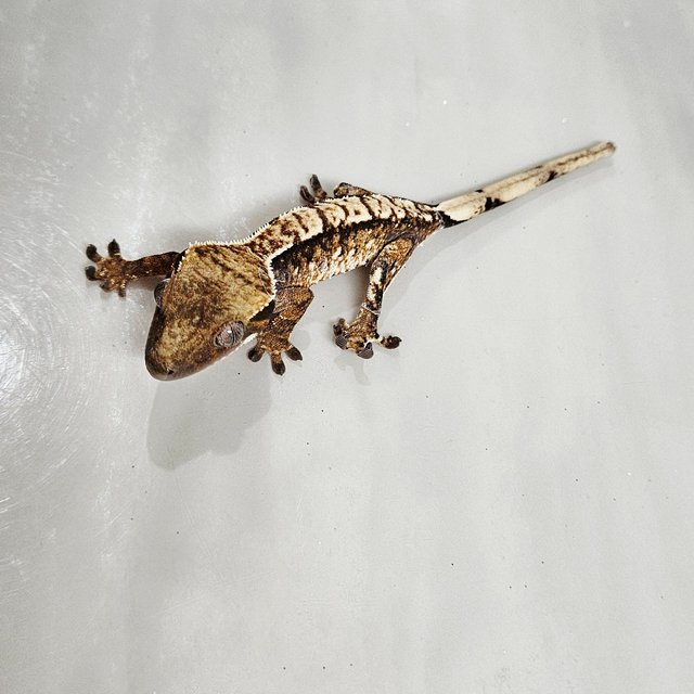 익스트림할리퀸 화이트핀 화이트포트홀 텐저린 핀스트라이프 젠젝스