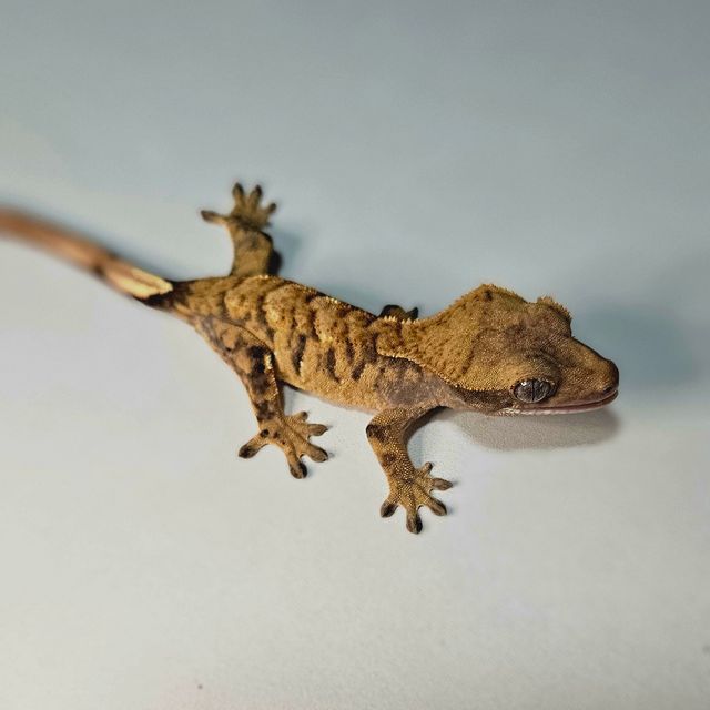타이거 텐저린