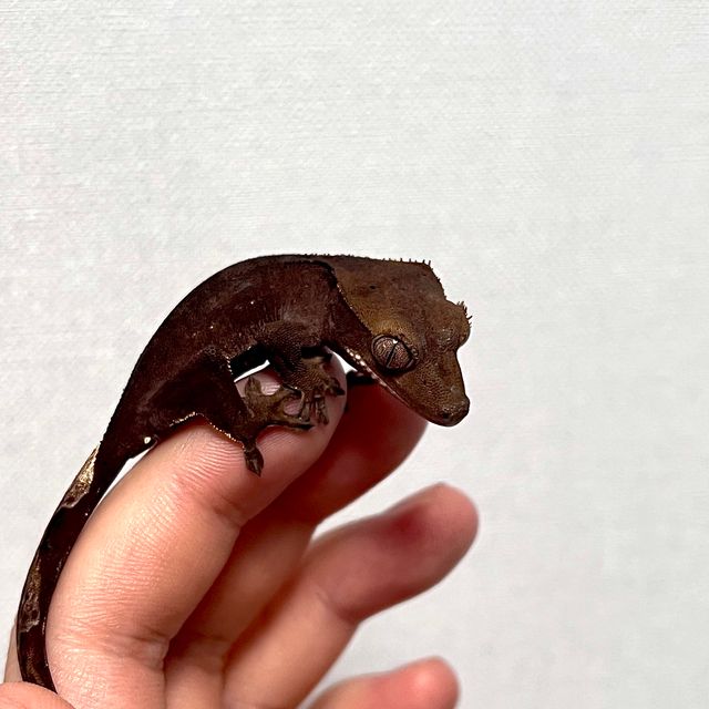 챠콜 다크 벅스킨