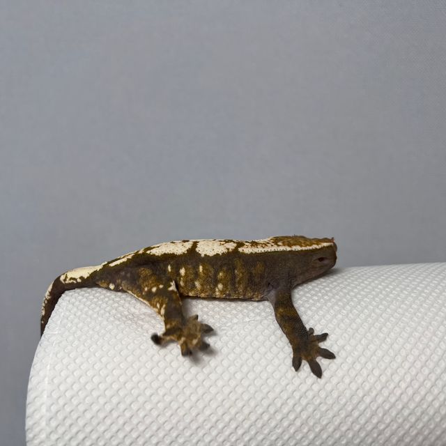 세이블