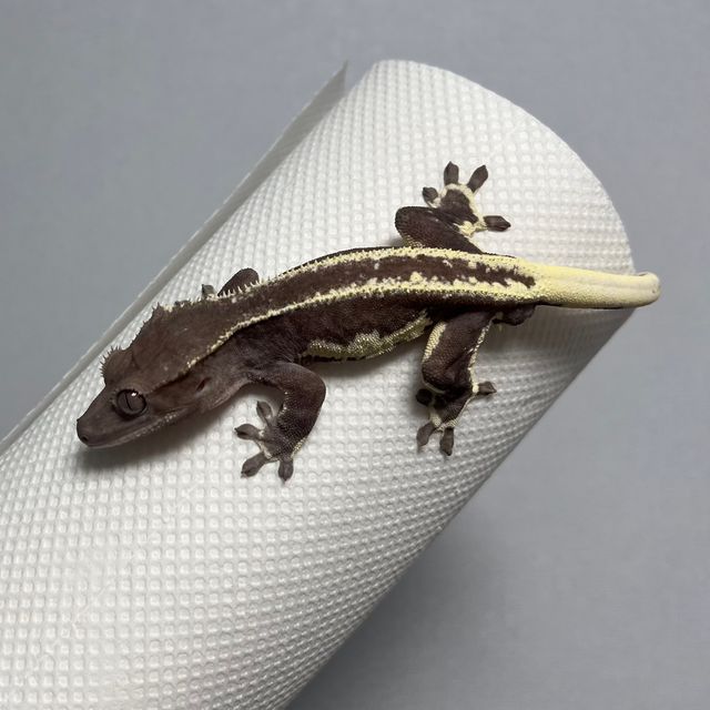 릴잔틱