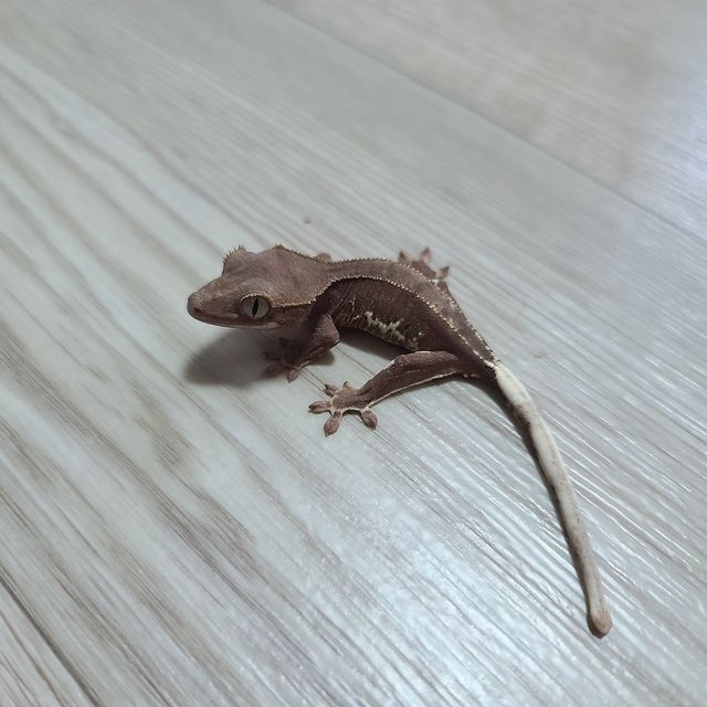 프라푸치노
