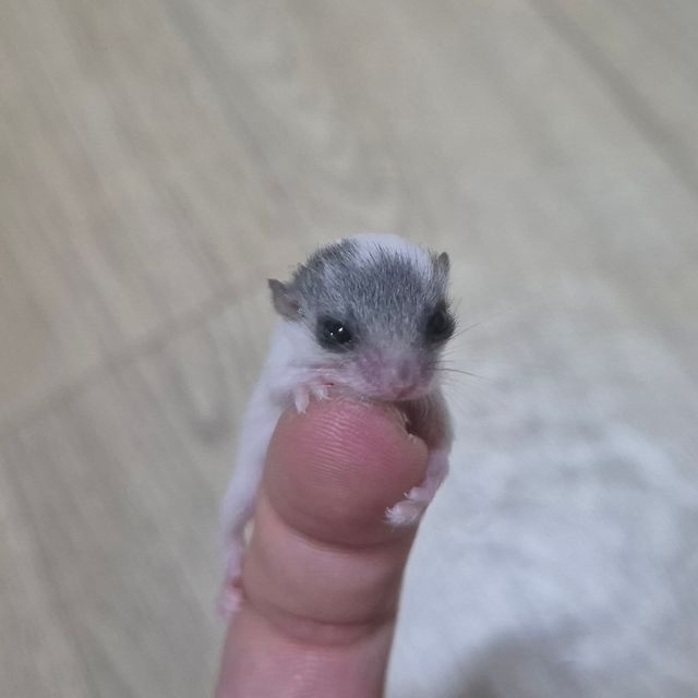 루시스틱 하이 화이트