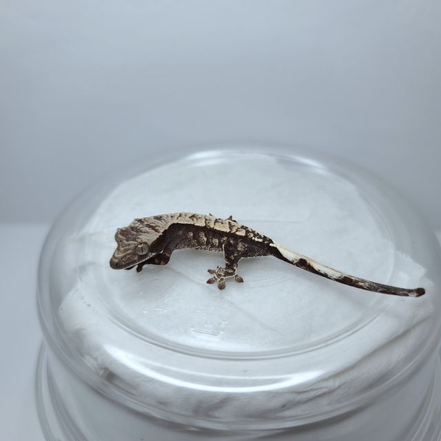 카푸치노 트라이
