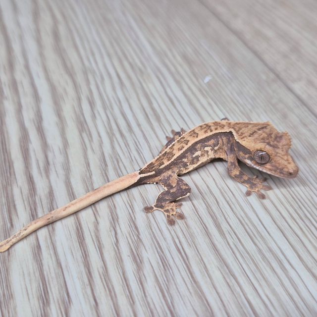 노멀