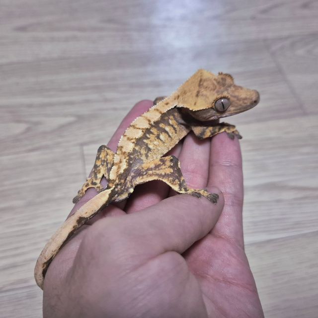 노멀