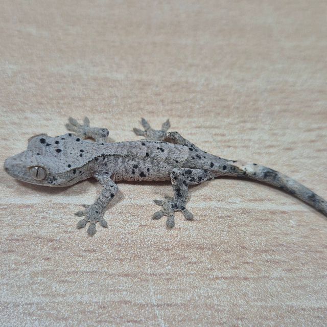 노멀 슈퍼달마시안