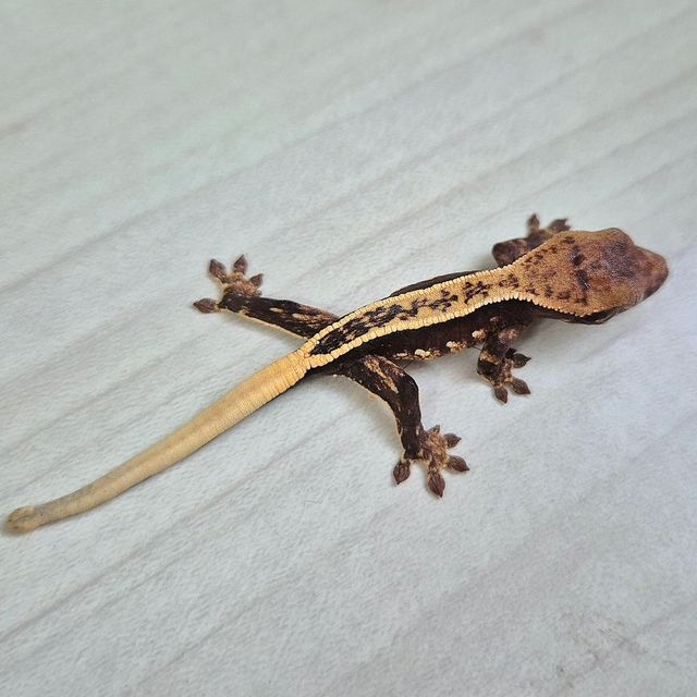 트라이