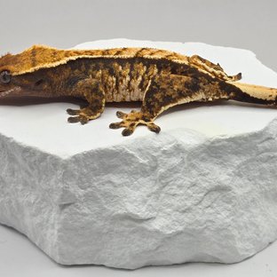 텐저린 트라이 익스트림할리퀸