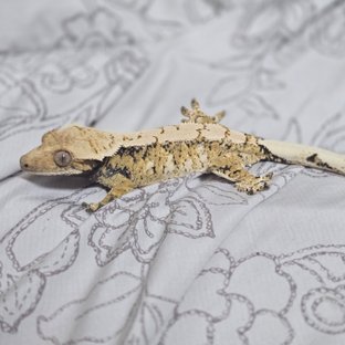 트라이 익스트림할리퀸