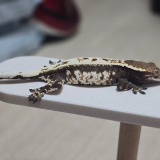 화이트크라운 화이트핀 카푸치노