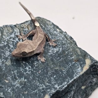 아잔틱