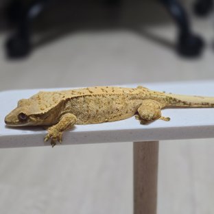 드리피 화이트스팟 트라이 익스트림할리퀸