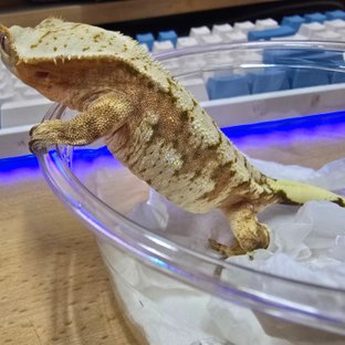 텐저린 트라이 익스트림할리퀸