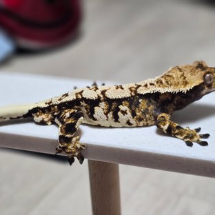 화이트핀 트라이 익스트림할리퀸