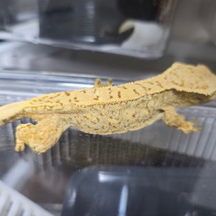 드리피 화이트스팟 트라이 익스트림할리퀸