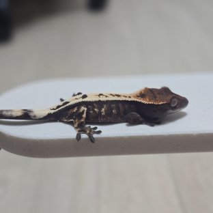 100%헷아잔틱 세이블