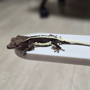 화이트핀 풀핀 릴잔틱