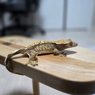 텐저린 트라이 익스트림할리퀸