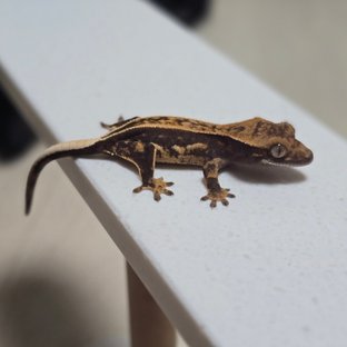 풀핀 100%헷아잔틱 엠티백