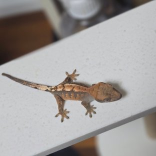 100%헷아잔틱 세이블