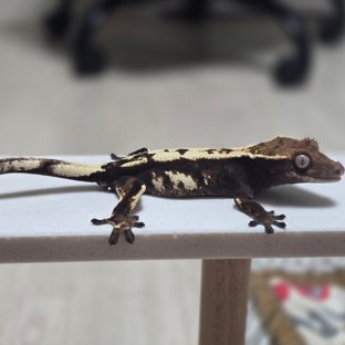 100%헷아잔틱 세이블