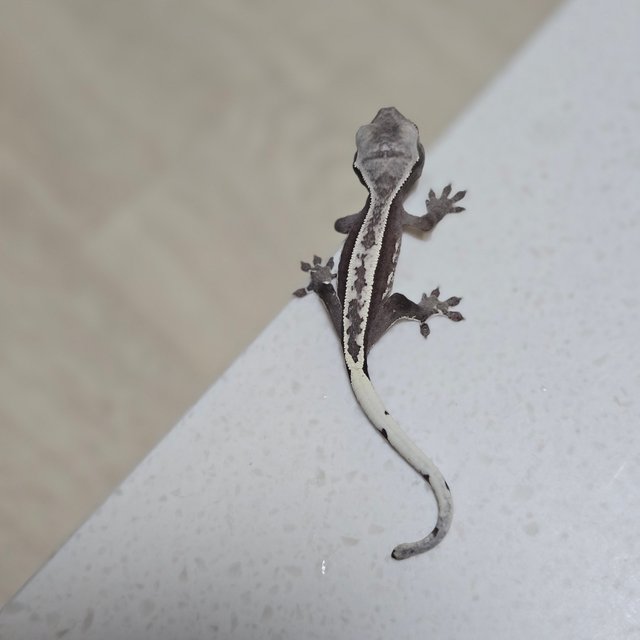 풀핀 쿼드 화이트핀 화이트크라운