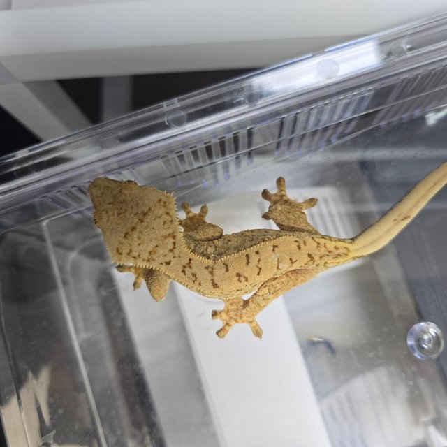 드리피 화이트스팟 트라이 익스트림할리퀸