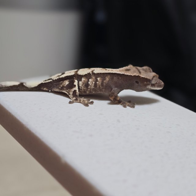 100%헷아잔틱 세이블