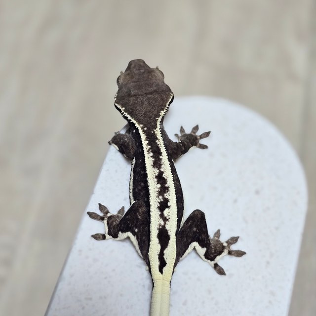 화이트핀 풀핀 릴잔틱