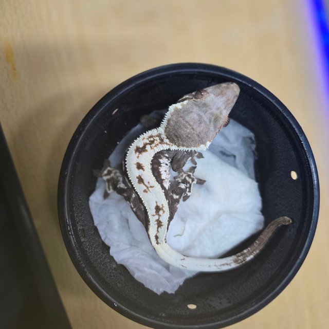 화이트핀 카푸치노