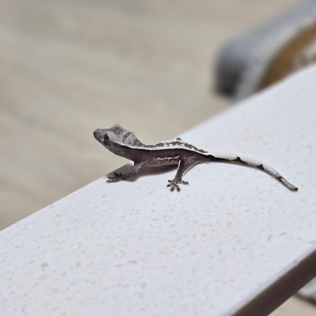 풀핀 쿼드 화이트핀 화이트크라운