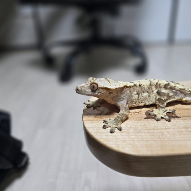 텐저린 트라이 익스트림할리퀸