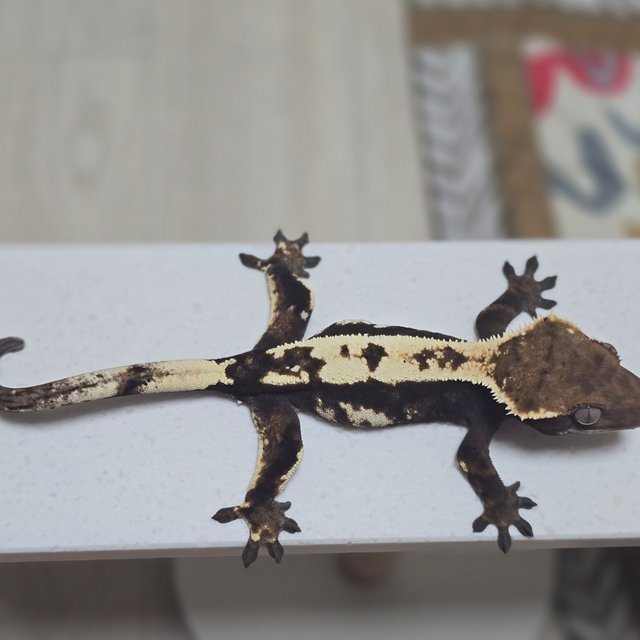 100%헷아잔틱 세이블