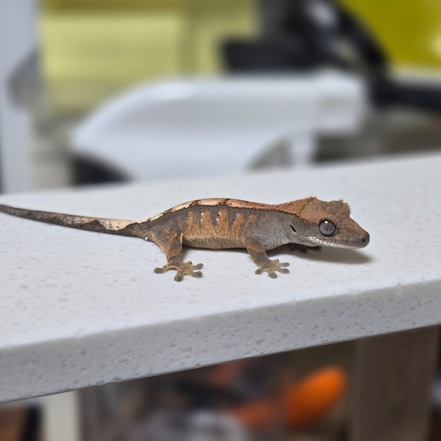 100%헷아잔틱 세이블