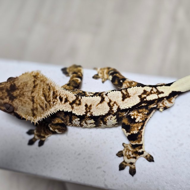 화이트핀 트라이 익스트림할리퀸