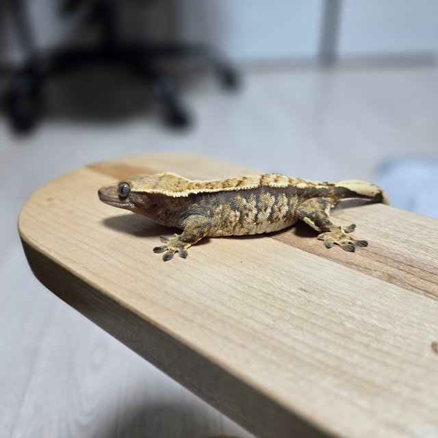 텐저린 트라이 익스트림할리퀸