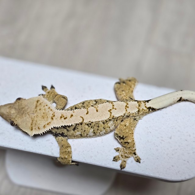 화이트스팟 트라이 익스트림할리퀸