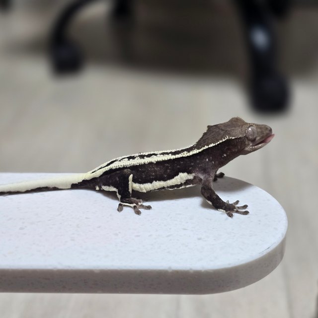 화이트핀 풀핀 릴잔틱