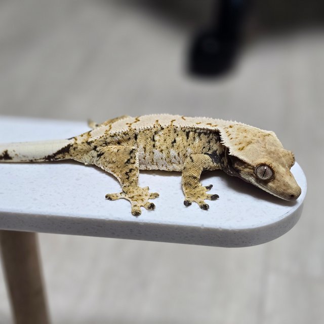 화이트스팟 트라이 익스트림할리퀸