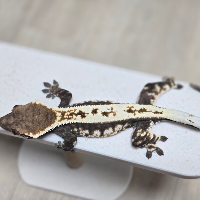 화이트크라운 화이트핀 카푸치노