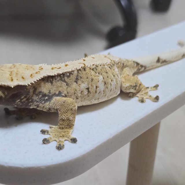 트라이 익스트림할리퀸