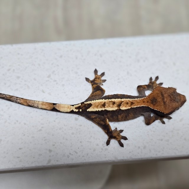 100%헷아잔틱 세이블