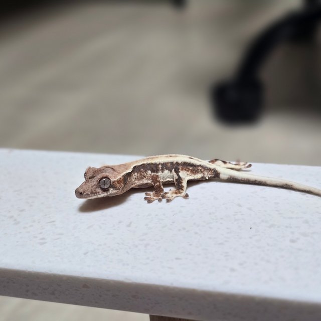 100%헷아잔틱 릴리 세이블