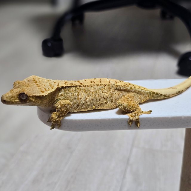 드리피 화이트스팟 트라이 익스트림할리퀸