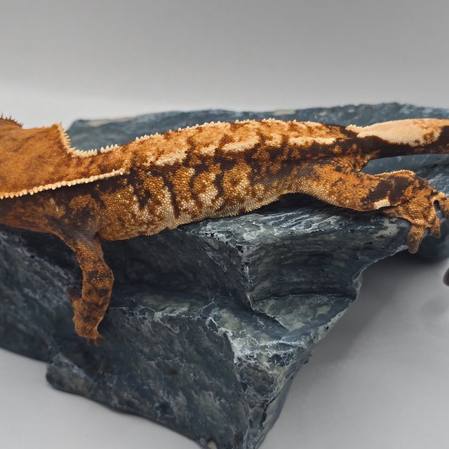 텐저린 트라이 익스트림할리퀸