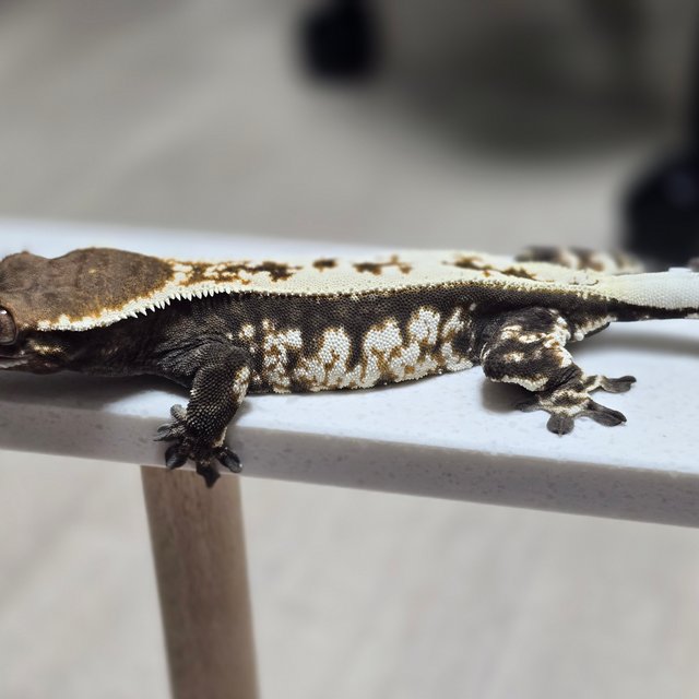 화이트크라운 화이트핀 카푸치노