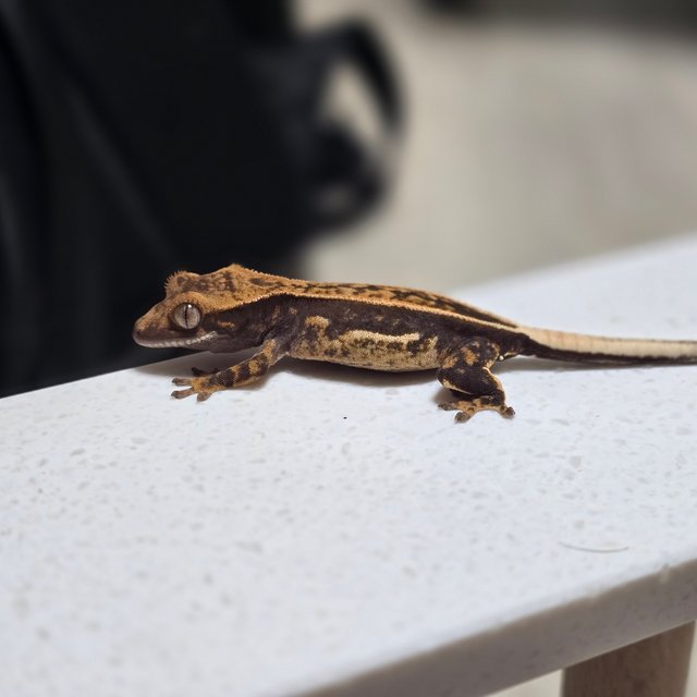 풀핀 100%헷아잔틱 엠티백