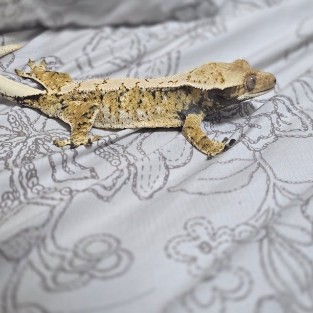 트라이 익스트림할리퀸