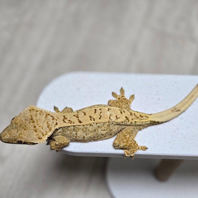 드리피 화이트스팟 트라이 익스트림할리퀸